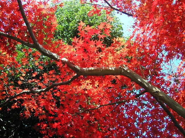 有名スポットから徒歩30分、秋の京都を堪能できる超レアポイント！
